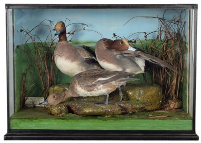 Lot 65 - Taxidermy: A Cased Diorama of European Wigeon...