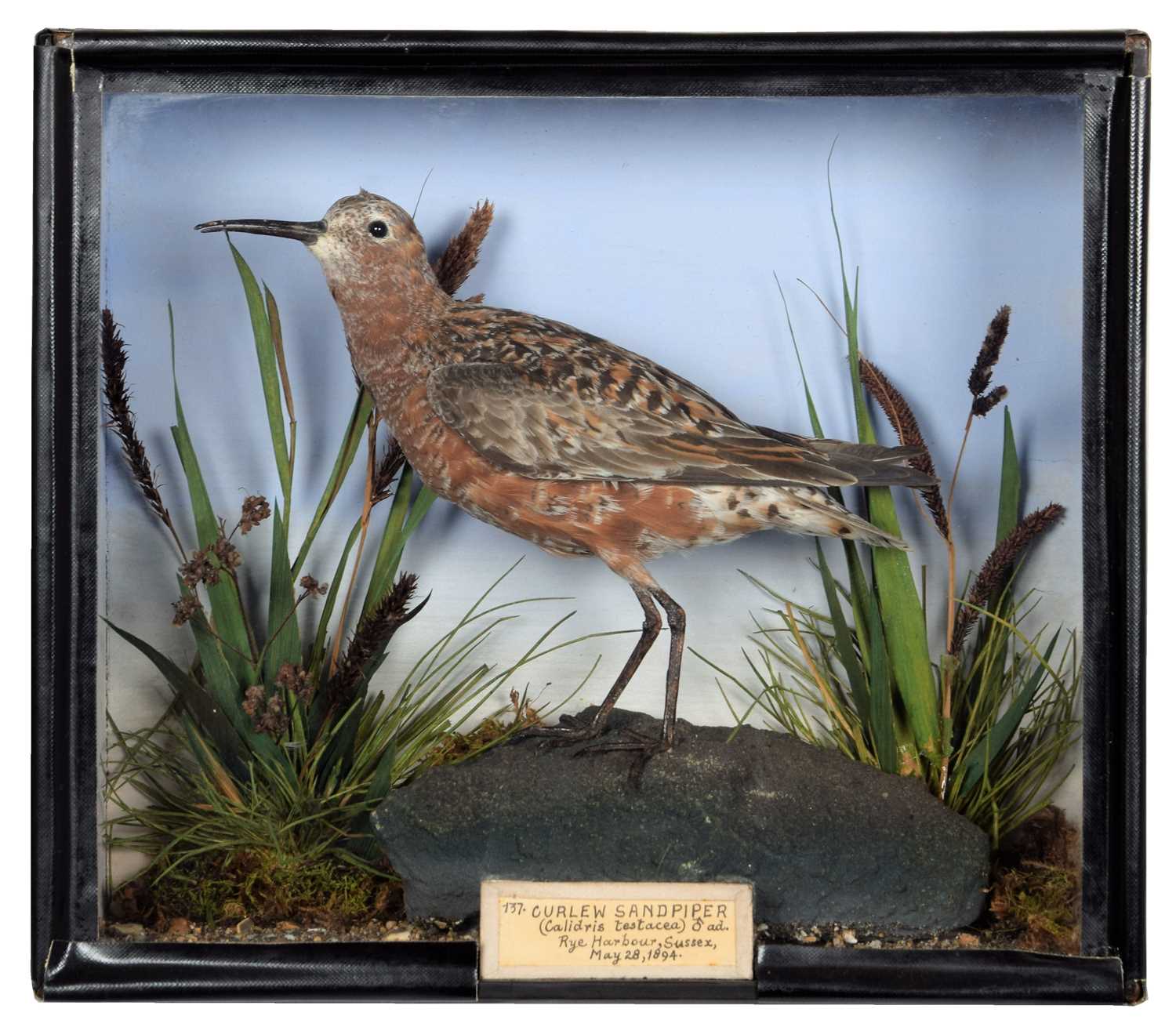 Lot 106 - Taxidermy: A Late Victorian Cased Curlew...