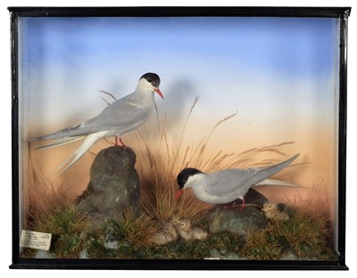 Lot 212 - Taxidermy: A Cased Diorama of Arctic Terns...