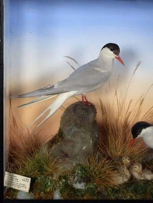 Lot 212 - Taxidermy: A Cased Diorama of Arctic Terns...