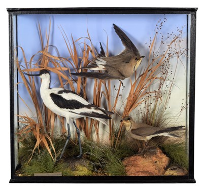 Lot 202 - Taxidermy: A Late Victorian Cased Pied Avocet...