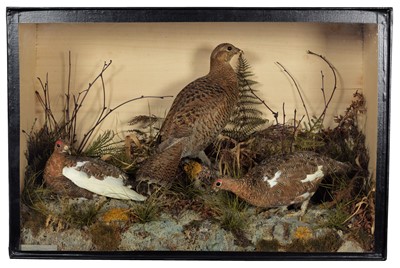 Lot 147 - Taxidermy: A Late Victorian Cased Diorama of...