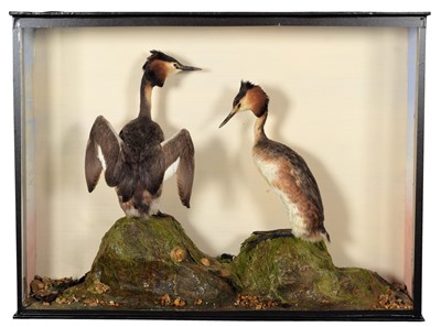 Lot 76 - Taxidermy: A Late Victorian Cased Pair of...
