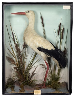 Lot 197 - Taxidermy: A Large Victorian Cased White Stork...