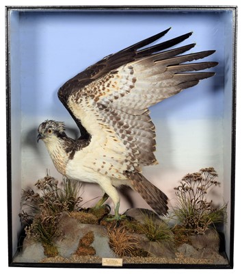 Lot 176 - Taxidermy: A Late Victorian Cased Osprey...