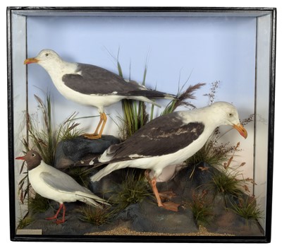 Lot 111 - Taxidermy: A Large Late Victorian Case of...