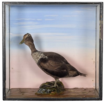 Lot 27 - Taxidermy: An Early 20th Century Cased Eider...