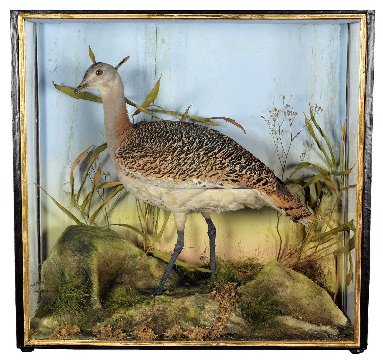 Lot 204 - Taxidermy: A Large Late Victorian Cased Great...