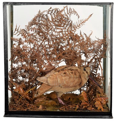 Lot 6 - Taxidermy: A Cased Mid-20th Century Woodcock...