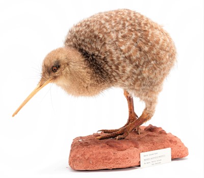 Lot 210 - Taxidermy: A Mid-20th Century Little Spotted...