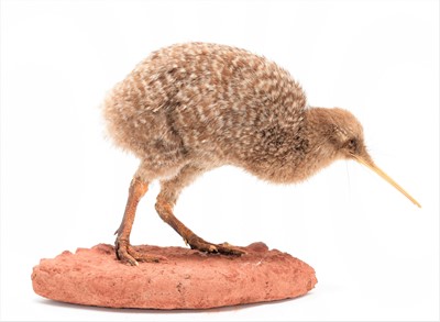 Lot 210 - Taxidermy: A Mid-20th Century Little Spotted...