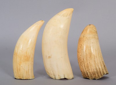 Lot 211 - Natural History: A Trio of Sperm Whale Teeth...