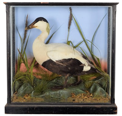 Lot 169 - Taxidermy: A Cased Common Eider Duck...