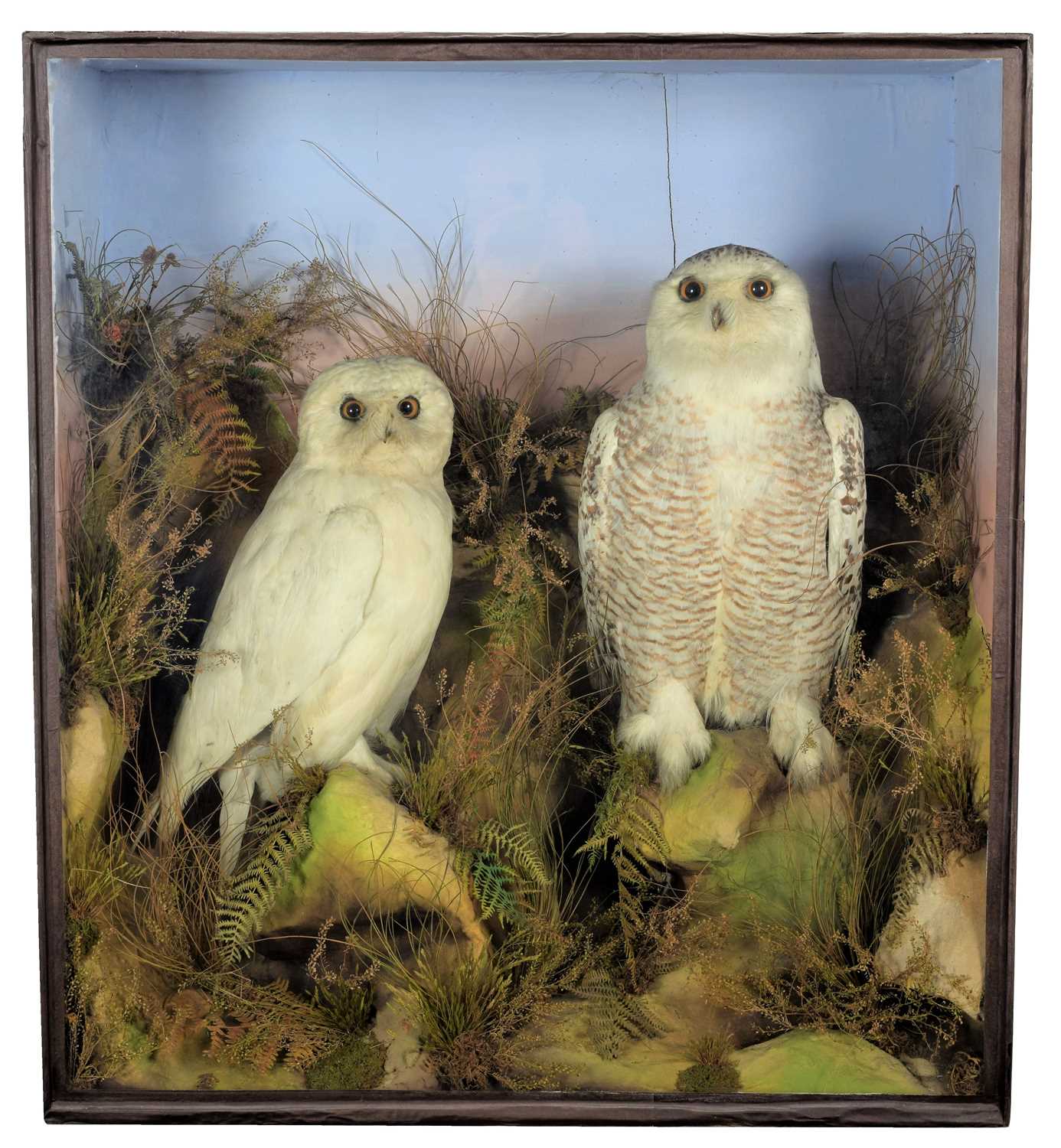Lot 187 - Taxidermy: A Late Victorian Cased Pair of...