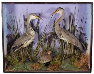 Lot 158 - Taxidermy: An Early 20th Century Cased Pair of...