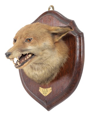 Lot 139 - Taxidermy: Red Fox Mask (Vulpes vulpes), dated...