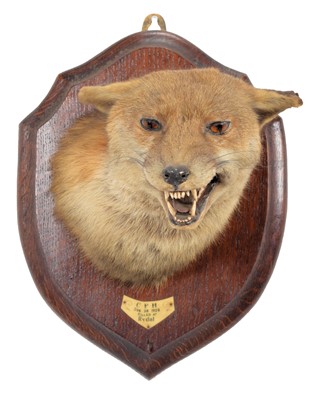 Lot 139 - Taxidermy: Red Fox Mask (Vulpes vulpes), dated...