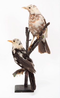 Lot 109 - Taxidermy: A Pair of Leucistic Blackbirds...