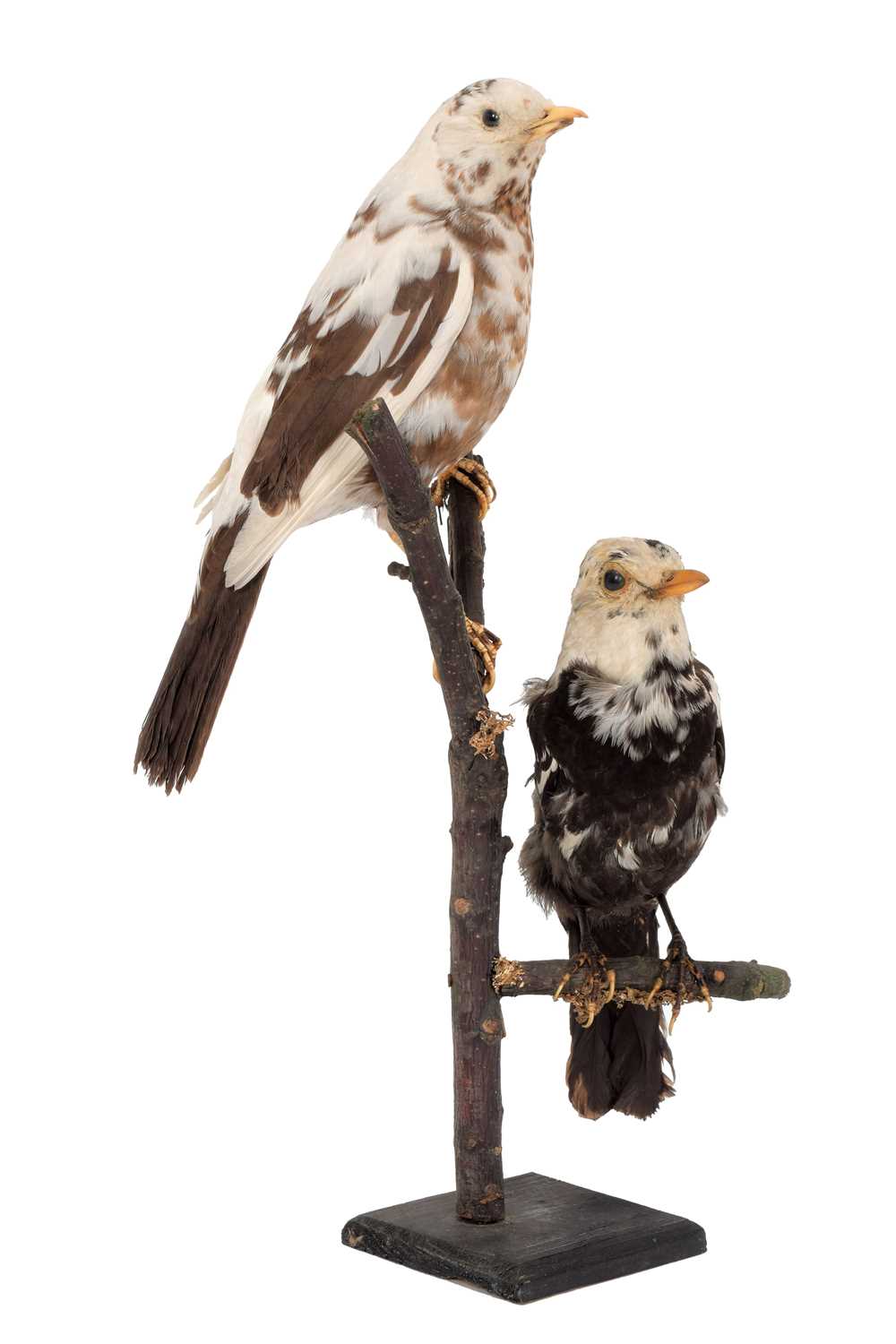 Lot 109 - Taxidermy: A Pair of Leucistic Blackbirds...