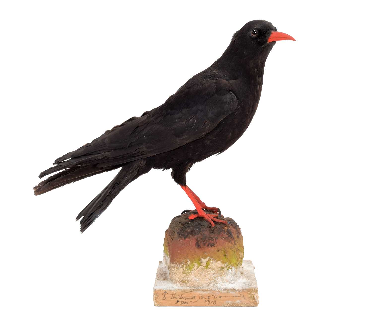 Lot 124 - Taxidermy: A Red-Billed or Cornish Chough...