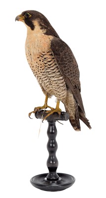 Lot 168 - Taxidermy: An Early 20th Century Peregrine...