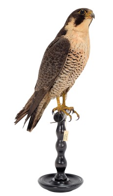 Lot 168 - Taxidermy: An Early 20th Century Peregrine...
