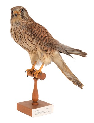Lot 110 - Taxidermy: A Group of Early 20th Birds of Prey,...