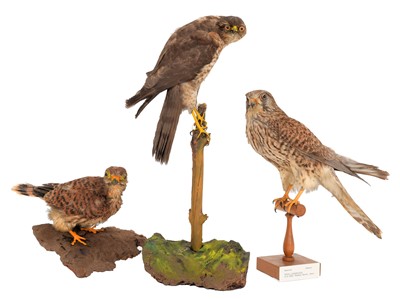 Lot 110 - Taxidermy: A Group of Early 20th Birds of Prey,...
