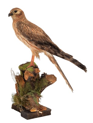 Lot 198 - Taxidermy: A Northern Marsh Harrier & Hen...