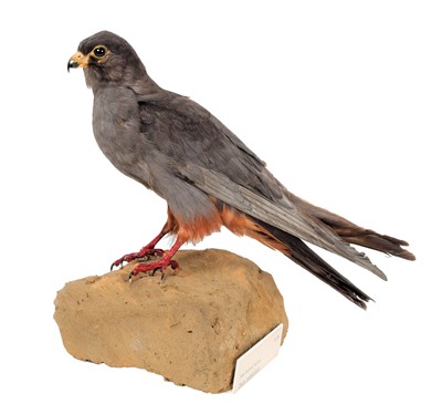 Lot 123 - Taxidermy: A Red-Footed Falcon & Lesser...