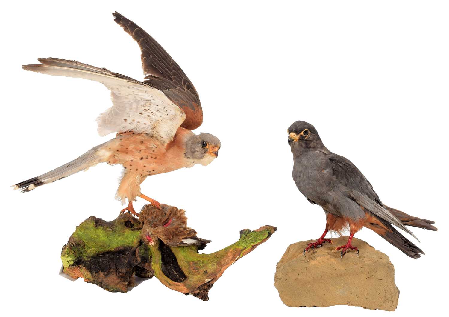 Lot 123 - Taxidermy: A Red-Footed Falcon & Lesser...