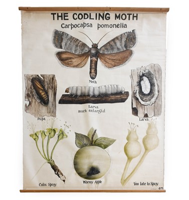 Lot 2133 - Redwood (C.W.) The Codling Moth, Carpocapsa...