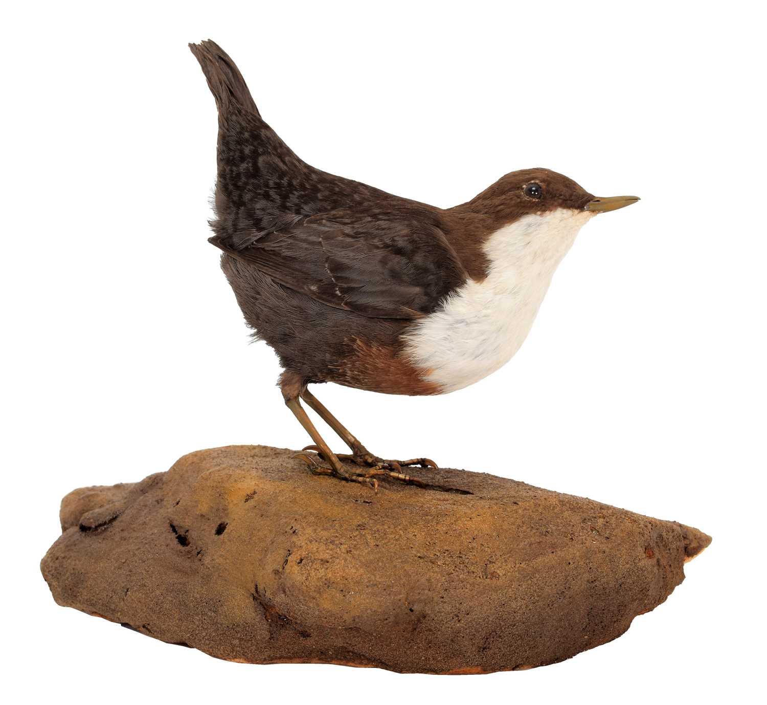 Lot 112 - Taxidermy: An Early 20th Century...