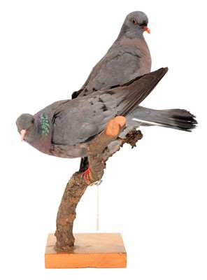 Lot 19 - Taxidermy: A Pair of Stock Doves (Columba...