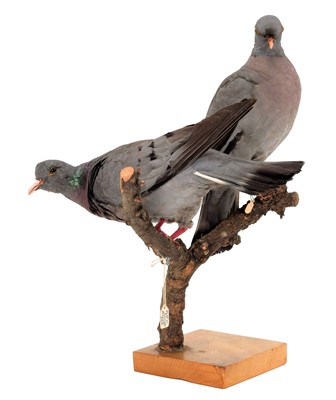 Lot 19 - Taxidermy: A Pair of Stock Doves (Columba...