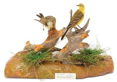 Lot 18 - Taxidermy: A Pair of Yellow Wagtail's...