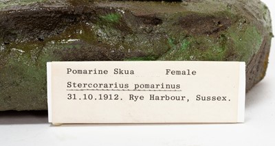 Lot 26 - Taxidermy: A Pomarine Skua (Stercorarius...