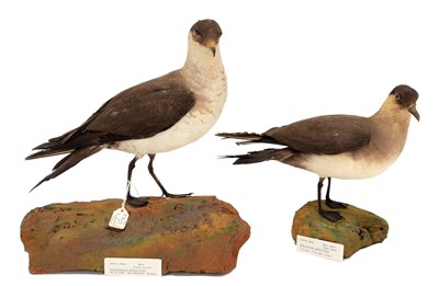 Lot 127 - Taxidermy: A Pair of Arctic Skua's...