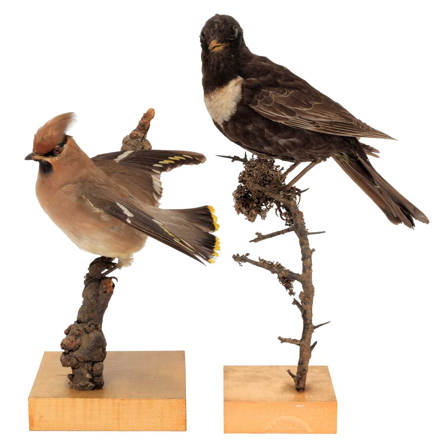 Lot 128 - Taxidermy: A Ring Ouzel & Bohemian Waxwing,...