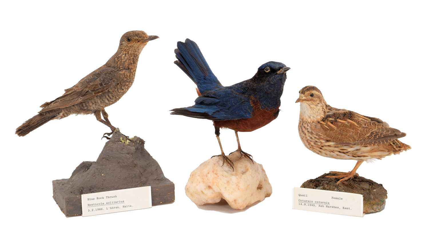 Lot 24 - Taxidermy: A Pair of Blue Rock Thrush & A...