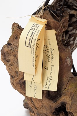 Lot 173 - Taxidermy: A Pair of Spotted or Thick-Billed...