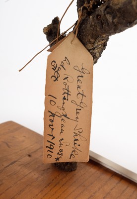 Lot 138 - Taxidermy: A Great Grey Shrike & Red-Backed...