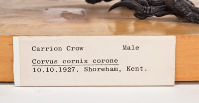 Lot 95 - Taxidermy: A Hooded Crow & Carrion Crow, dated...