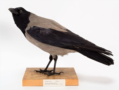 Lot 95 - Taxidermy: A Hooded Crow & Carrion Crow, dated...