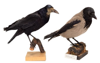 Lot 107 - Taxidermy: A Hooded Crow & Rook, dated 1930 &...