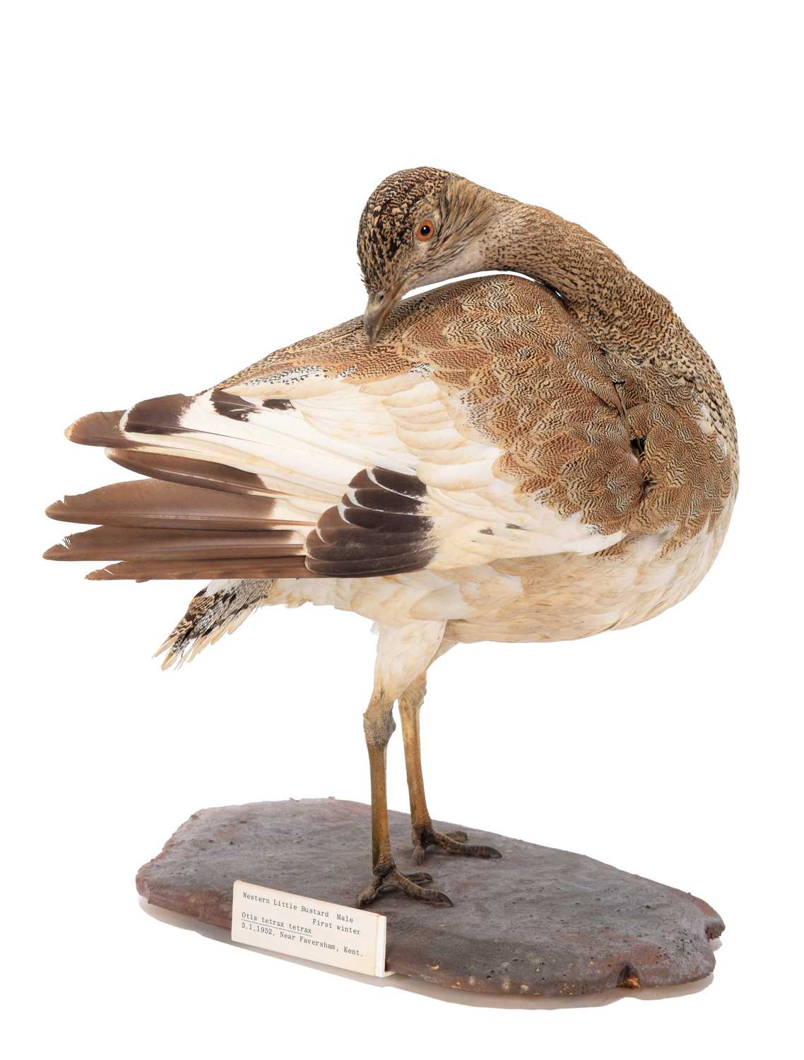 Lot 200 - Taxidermy: A Little Bustard (Tetrax tetrax),...