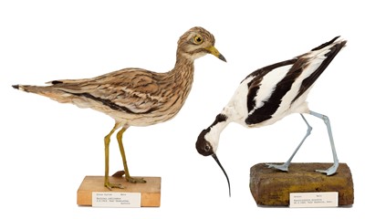 Lot 29 - Taxidermy: An Avocet & Stone Curlew, dated...