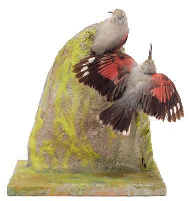 Lot 15 - Taxidermy: A Pair of Wallcreepers (Tichodroma...