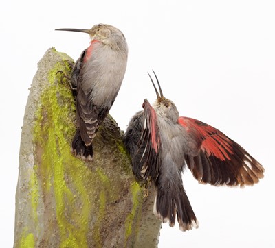 Lot 15 - Taxidermy: A Pair of Wallcreepers (Tichodroma...