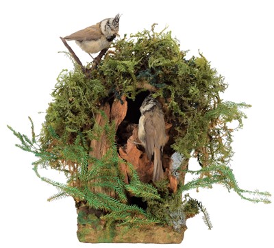 Lot 86 - Taxidermy: A Pair of European Crested Tits...